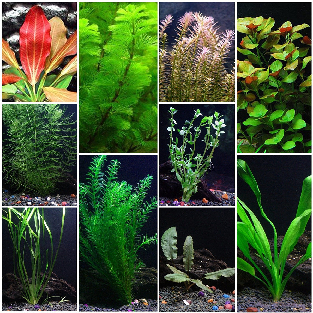 bulk plastic aquarium plants 10 Species Aquarium Plant Bundle – Easy Freshwater Plants – AquaLeaf Aquatics – Aqua Leaf Aquatics