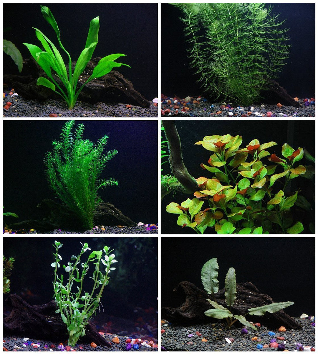 hard water aquarium plants 6 Species Aquarium Plants Bundle – Anacharis, Hornwort, Amazon Sword,  Moneywort, Ludwigia and Cryptocoryne – AquaLeaf Aquatics – Aqua Leaf  Aquatics
