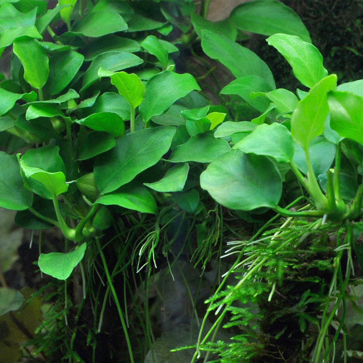 Anubias barteri var Nana Gold pianta vera