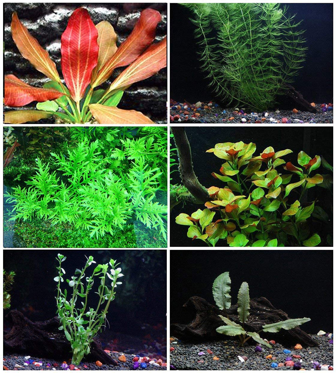 6 Species Easy Live Aquarium Plants Package - Anacharis,  and more!
