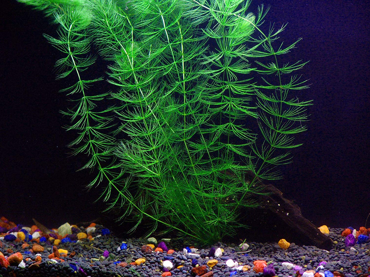 6 Species Aquarium Plants Bundle – Anacharis, Hornwort, Amazon Sword,  Moneywort, Ludwigia and Cryptocoryne – AquaLeaf Aquatics – Aqua Leaf  Aquatics