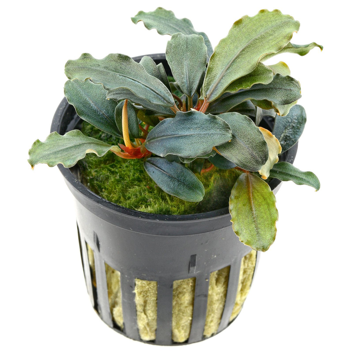 Bucephalandra SP. Red Mini – Rare Aquarium Plant – AquaLeaf