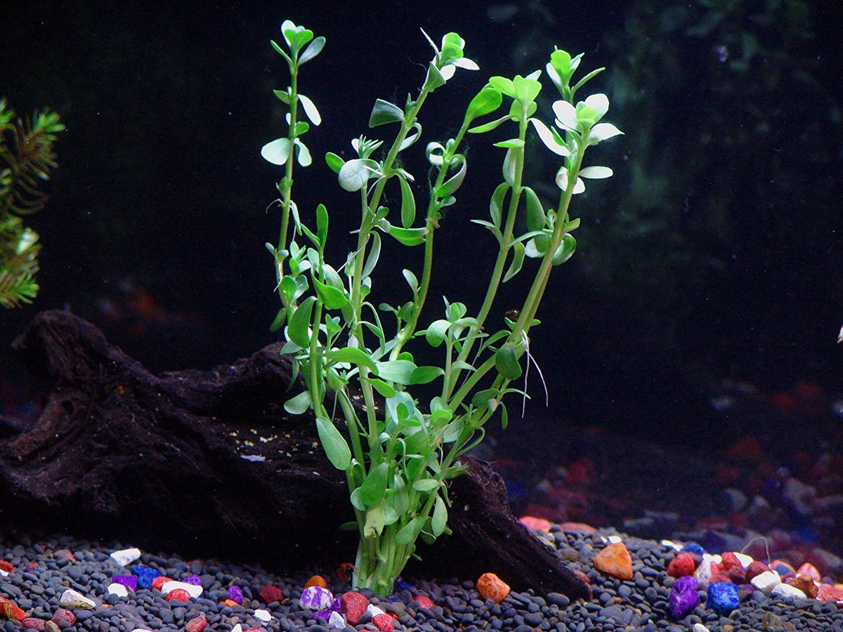 Moneywort Bunch with 6+ Stems – Live Aquarium Plants