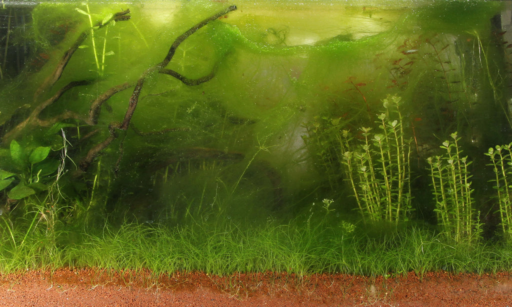 Algae problems in aquariums