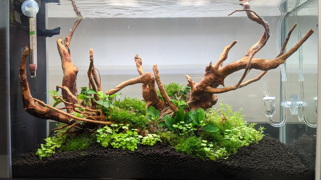 Maintaining your planted aquarium