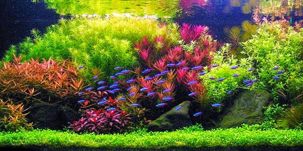 How to add new plants to aquarium
