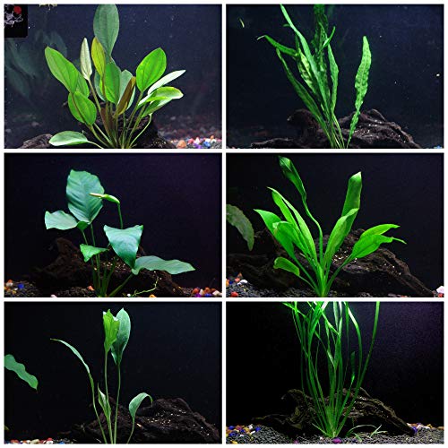 Cichlid Live Aquarium Plants Bundle – AquaLeaf Aquatics – Aqua Leaf Aquatics