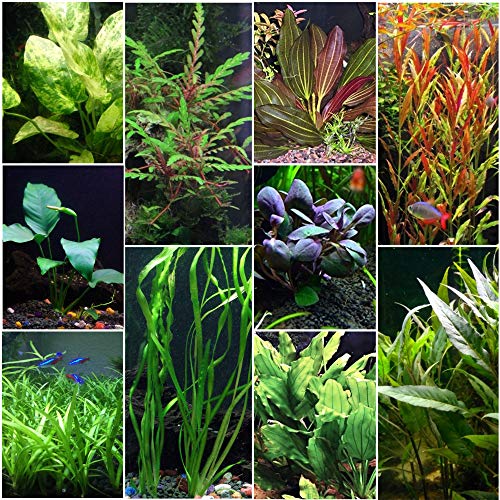 6 Species Easy Live Aquarium Plants Package - Anacharis,  and more! 