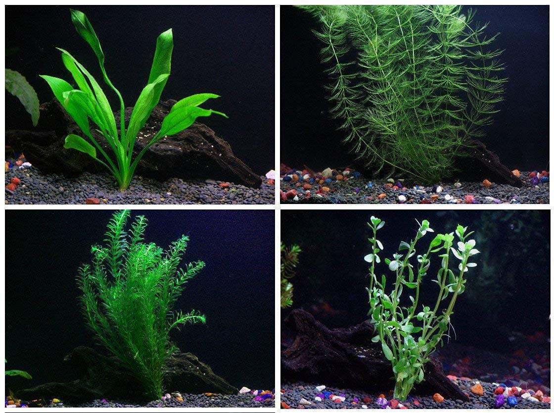 amazon plastic aquarium plants 4 Species Aquarium Plants Bundle – Java Fern, Hornwort, Amazon Sword, Moneywort
