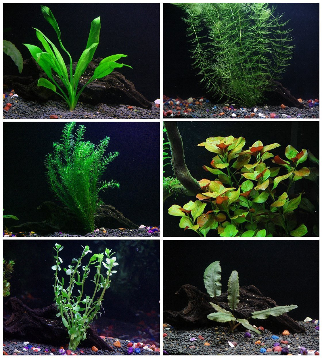 Species Aquarium Plants Bundle – Anacharis, Hornwort, Amazon