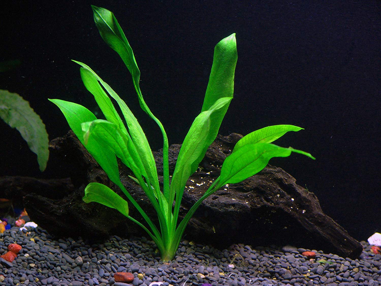 amazon plastic aquarium plants 4 Species Aquarium Plants Bundle – Java Fern, Hornwort, Amazon Sword, Moneywort