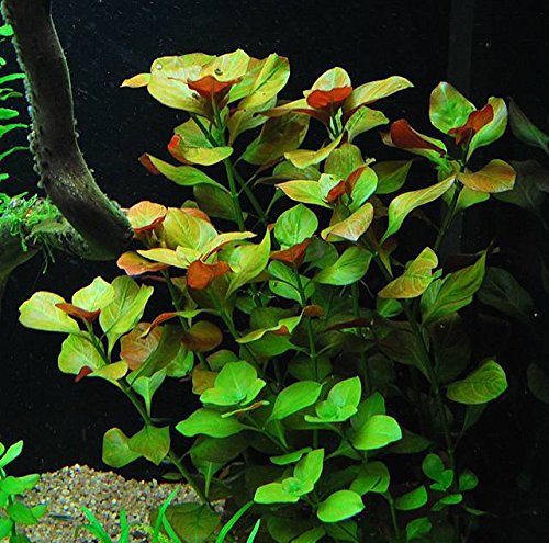 Ludwigia Repens with 6+ Stems – Live Aquarium Plants