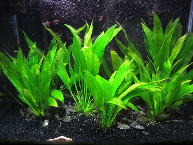 amazon plastic aquarium plants Maalavya Live Aquatic Plant Echinodorus Bleheri With Pot