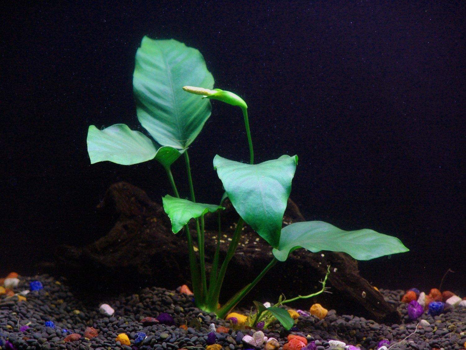 anubias plant seeds Anubias Barteri – Easy Midground Plant – AquaLeaf Aquatics – Aqua Leaf Aquatics