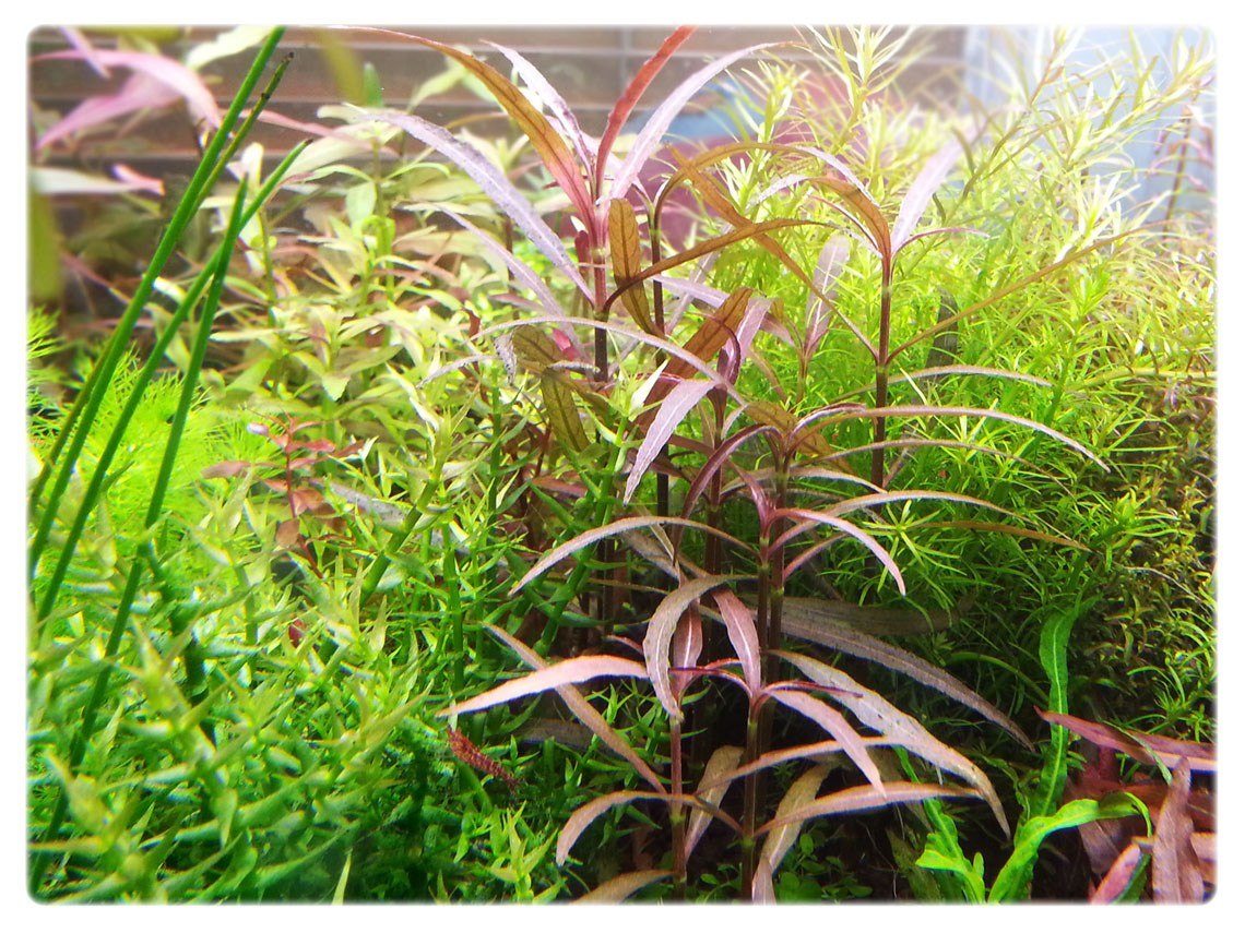 Hygrophila  AquaLeaf Aquatics  Aqua Leaf Aquatics