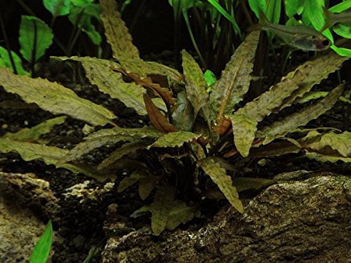 Cryptocoryne Wendtii Bronze – Easy Aquarium Plant – AquaLeaf Aquatics – Aqua Leaf Aquatics