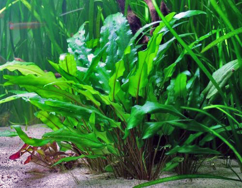 Cryptocoryne – AquaLeaf Aquatics – Aqua Leaf Aquatics
