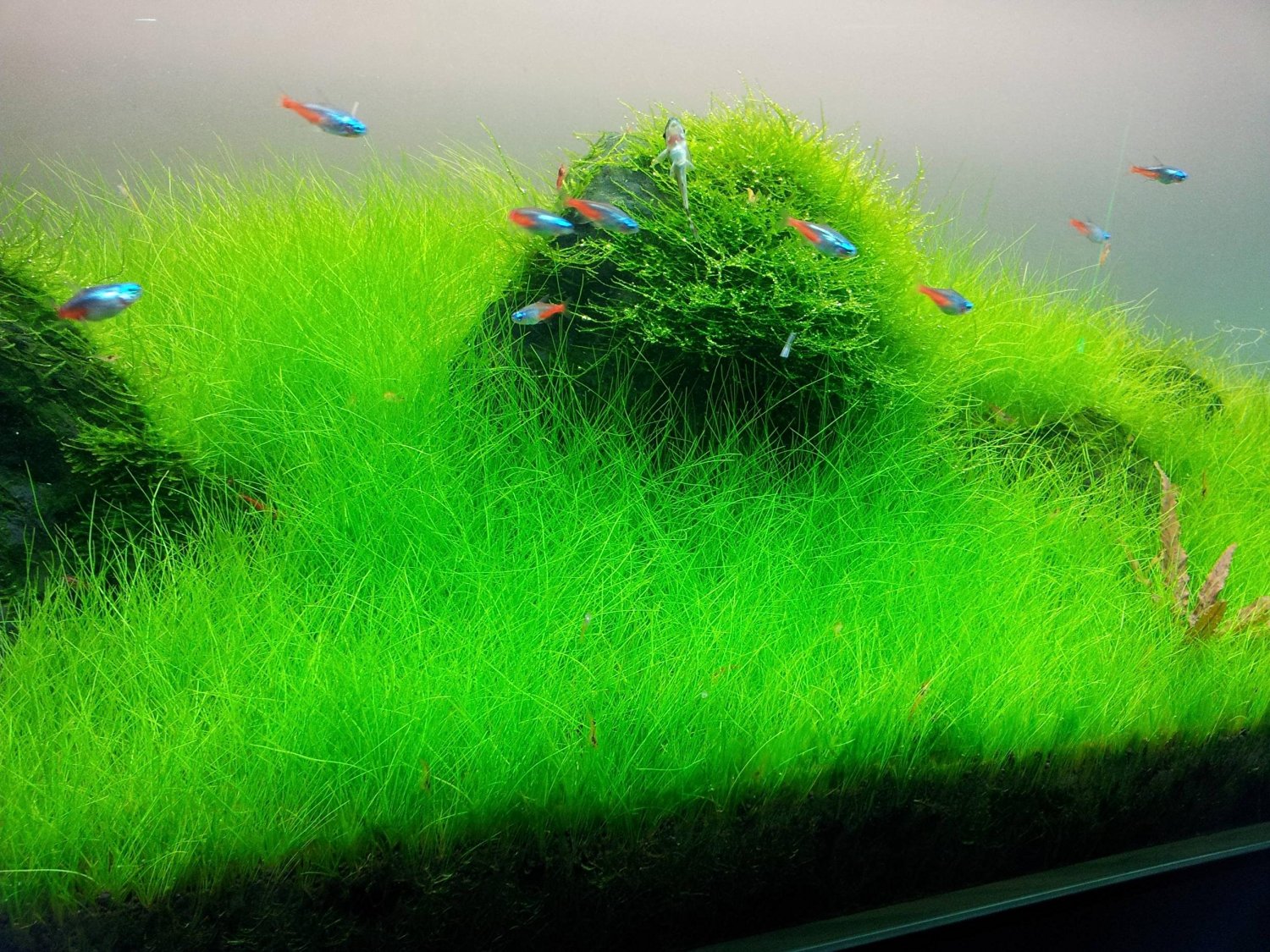 Dwarf Hairgrass in 2? Pot – Easy Foreground Aquarium Plant – AquaLeaf  Aquatics – Aqua Leaf Aquatics
