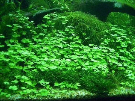 Javas Moss – Vesicularia Dubyana – AquaLeaf Aquatics – Aqua Leaf Aquatics