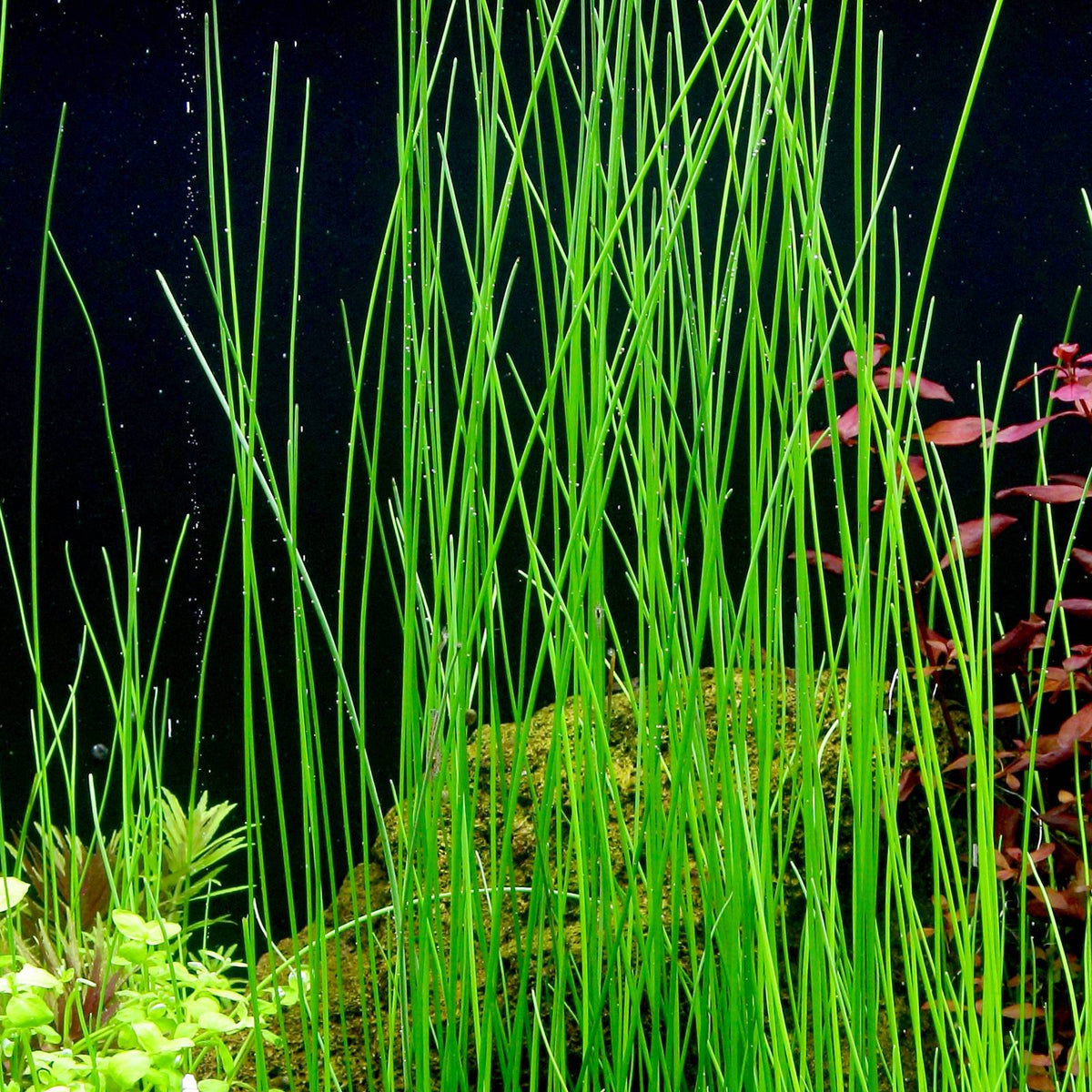 Giant Hairgrass – Easy Aquarium Plant for Backgrounds – AquaLeaf ...