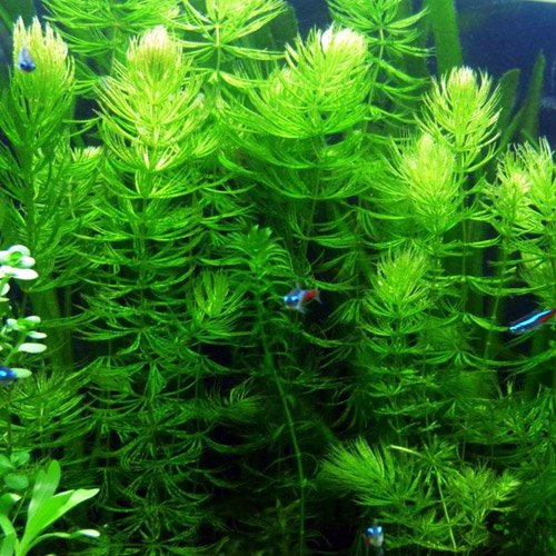 aquarium stem plants Hornwort Bunch – 5-7 Stems – Easy Aquatic Plant
