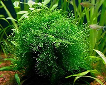 AquaPlants Java Moss - Vesicularia Dubyana - Live Aquarium Plant