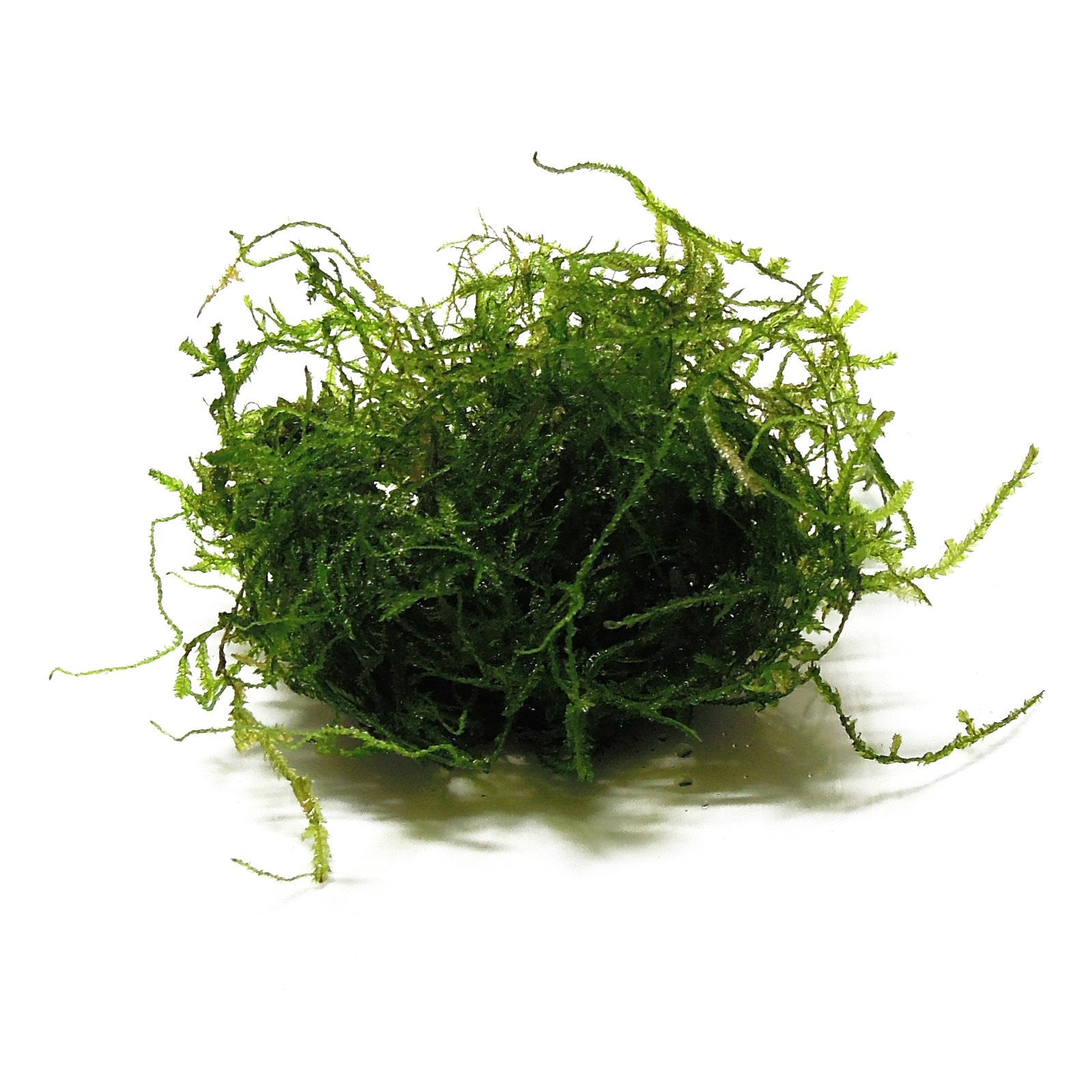 Java Moss Portion in 4 oz Cup - Easy Live Fresh Water Aquarium Plants