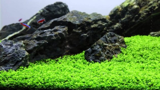monte carlo aquarium plant seeds Monte Carlo in 2? Pot – Aquarium Foreground Plant – AquaLeaf Aquatics – Aqua Leaf Aquatics