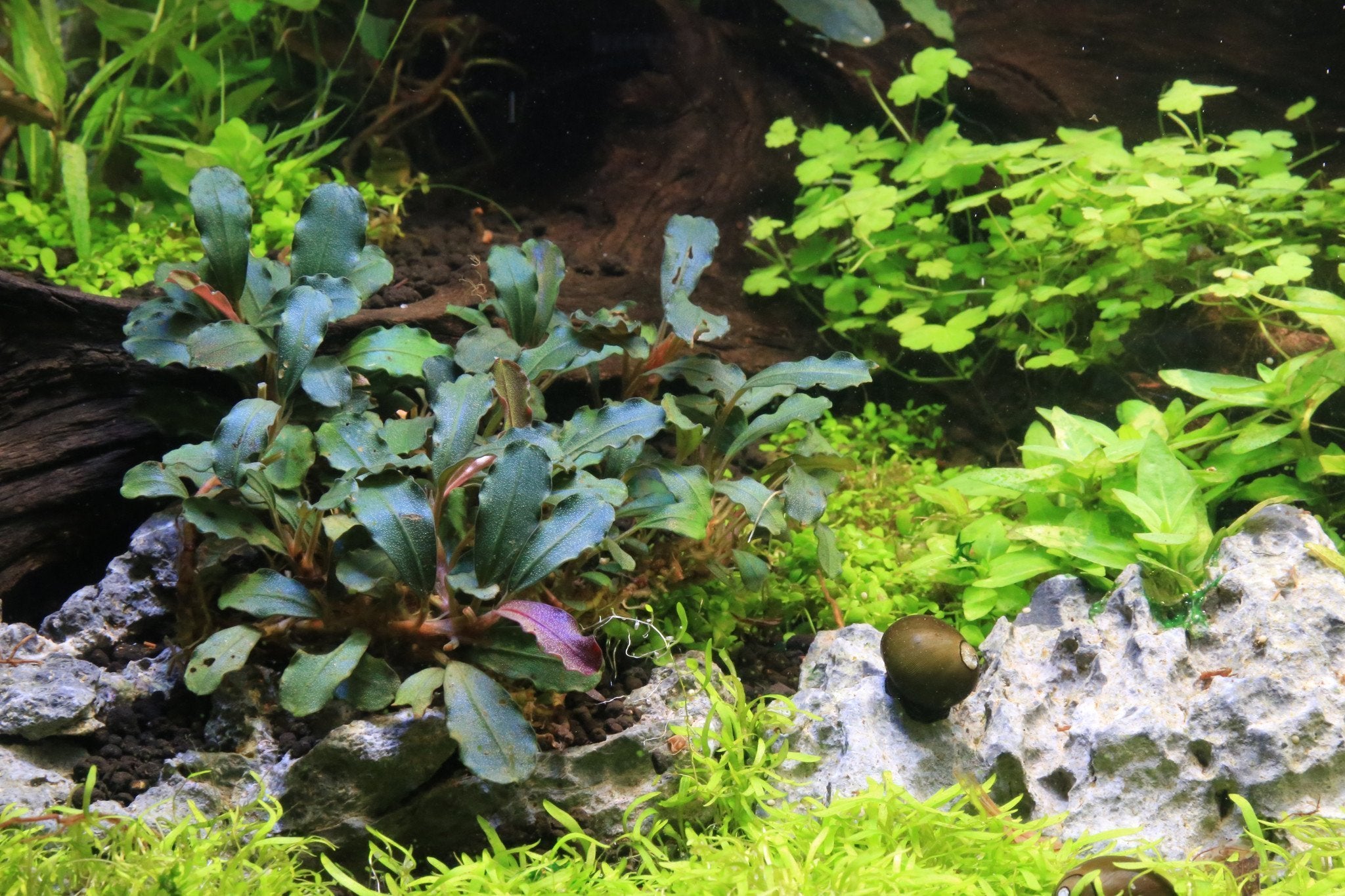 Bucephalandra – AquaLeaf Aquatics – Aqua Leaf Aquatics