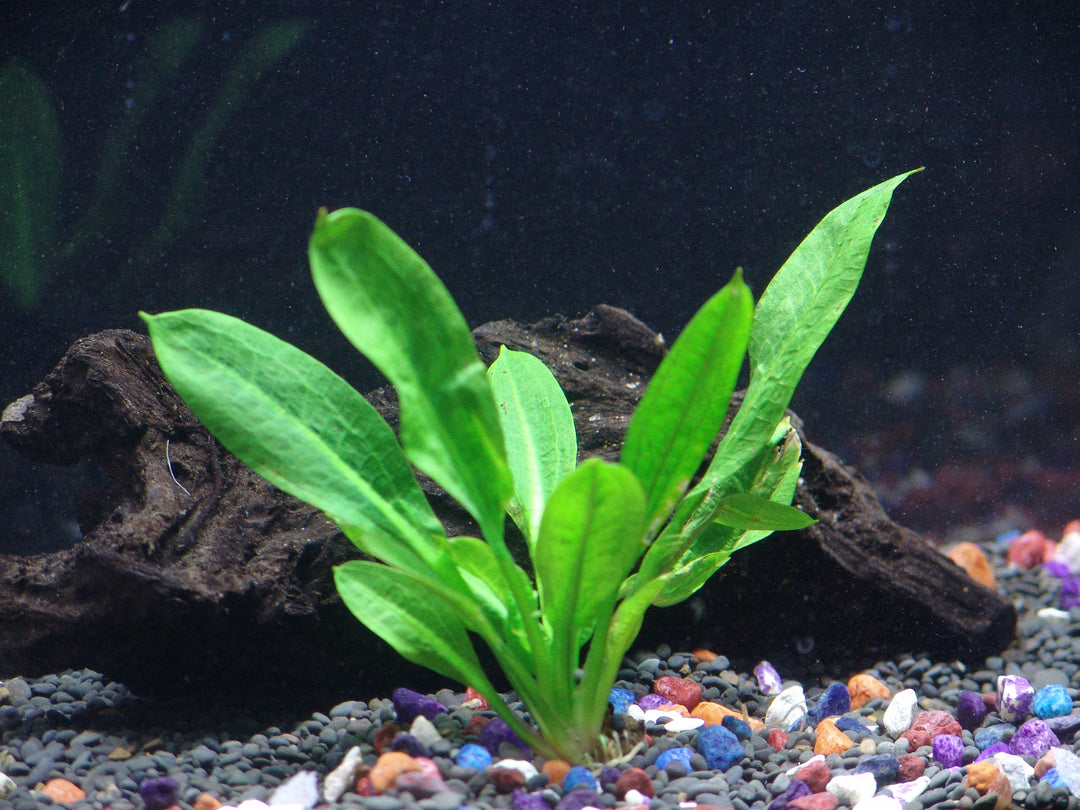 Sword Plants – AquaLeaf Aquatics – Aqua Leaf Aquatics