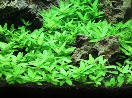 Foreground aquarium plants hotsell