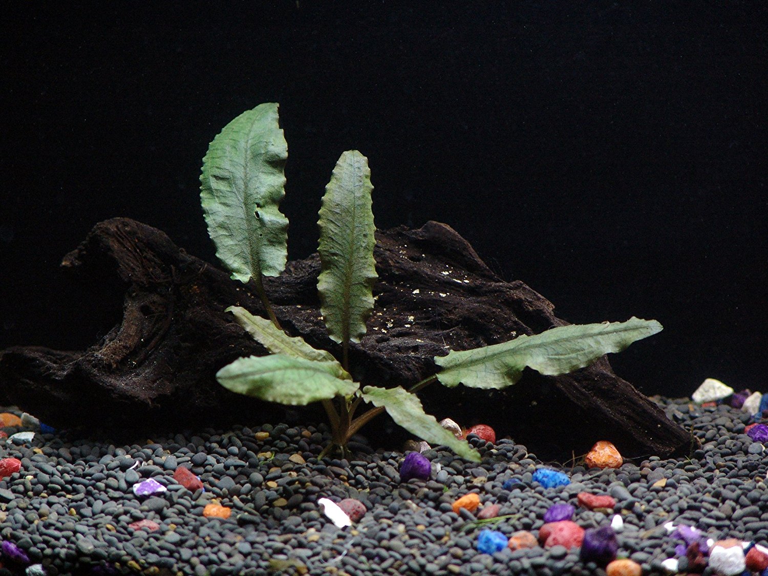 Cryptocoryne Wendtii Bronze – Easy Aquarium Plant – AquaLeaf