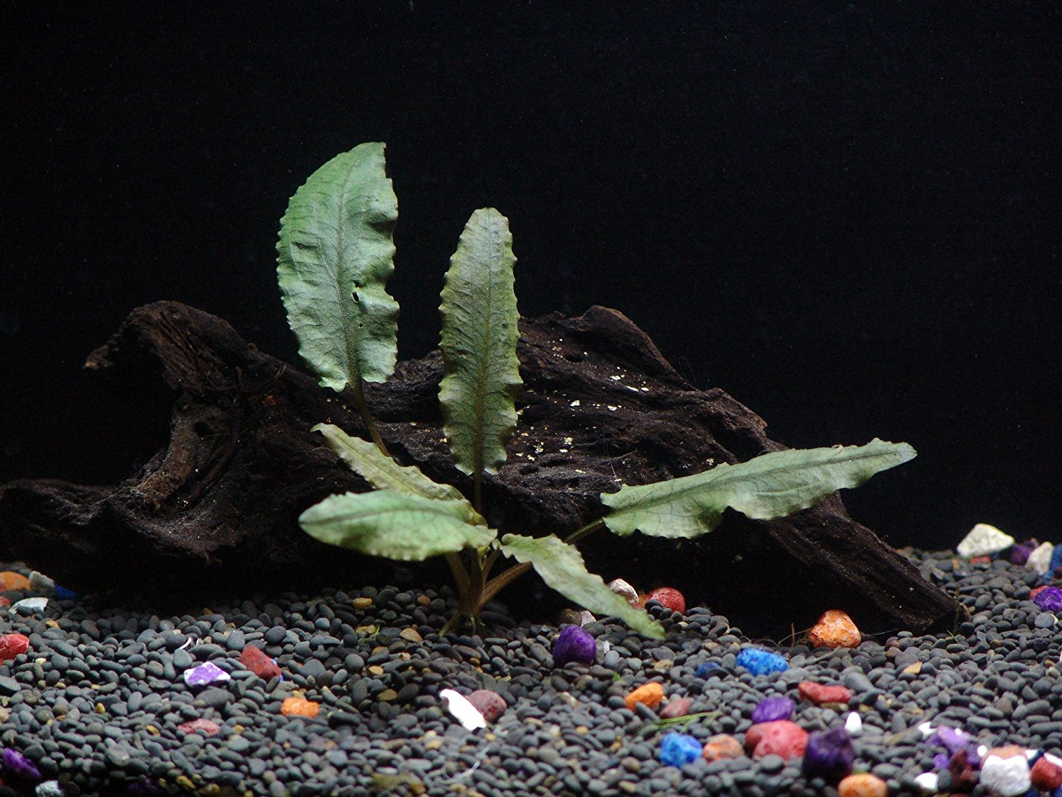 25+ Stems / 6 Species Live Aquarium Plants Package - Anacharis,  and More!