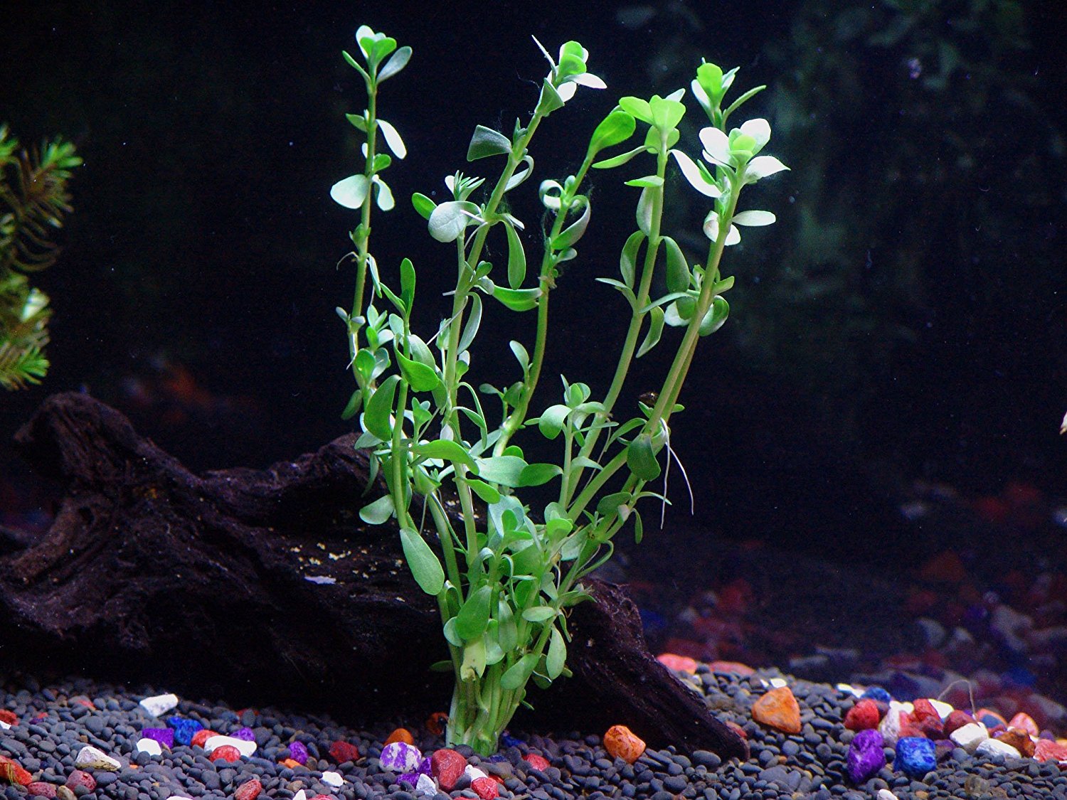 Aquatic Discounts - 3 Different Live Aquarium Plants -  Anacharis + Hornwort + Java Fern BUY2GET1FREE! : Pet Supplies